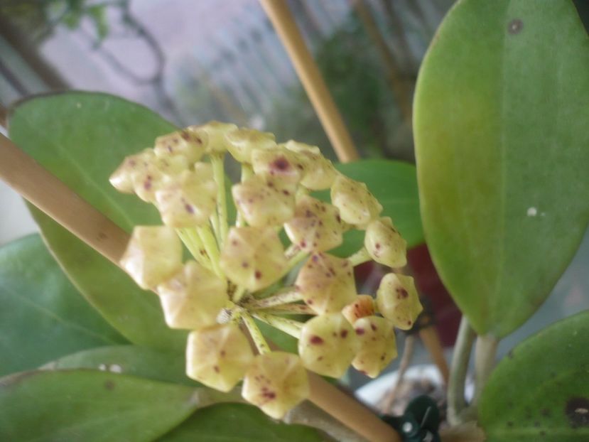 P1480915 - HOYA 2021-1