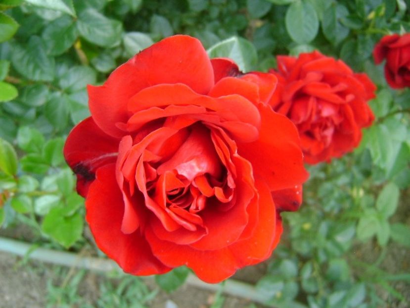  - Jungendliebe floribunda Kordes-2020