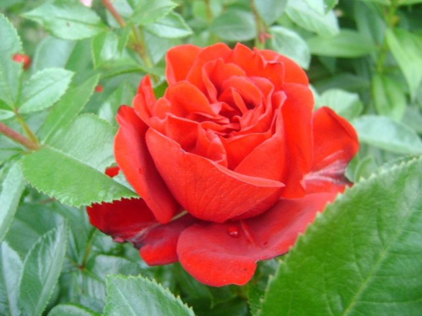  - Jungendliebe floribunda Kordes-2020