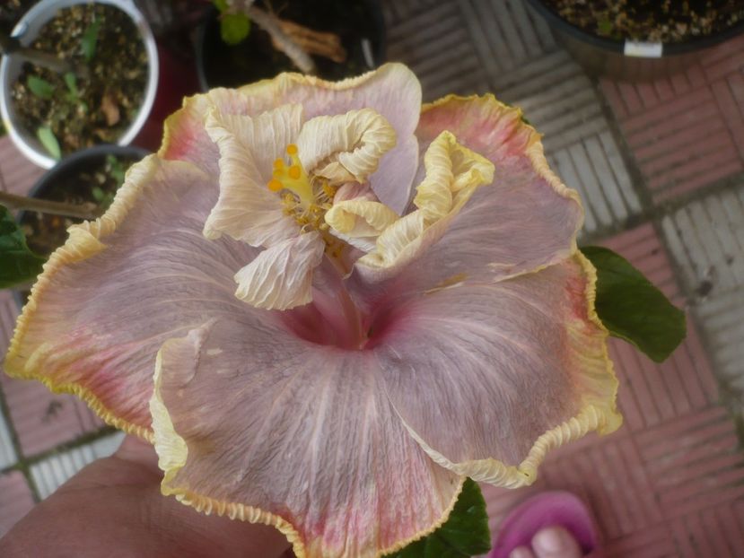 29.06.2021 - DPs Purple Rainbow