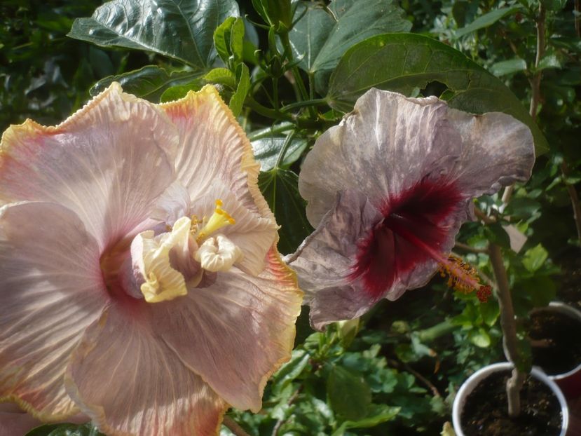 P1480881 - DPs Purple Rainbow