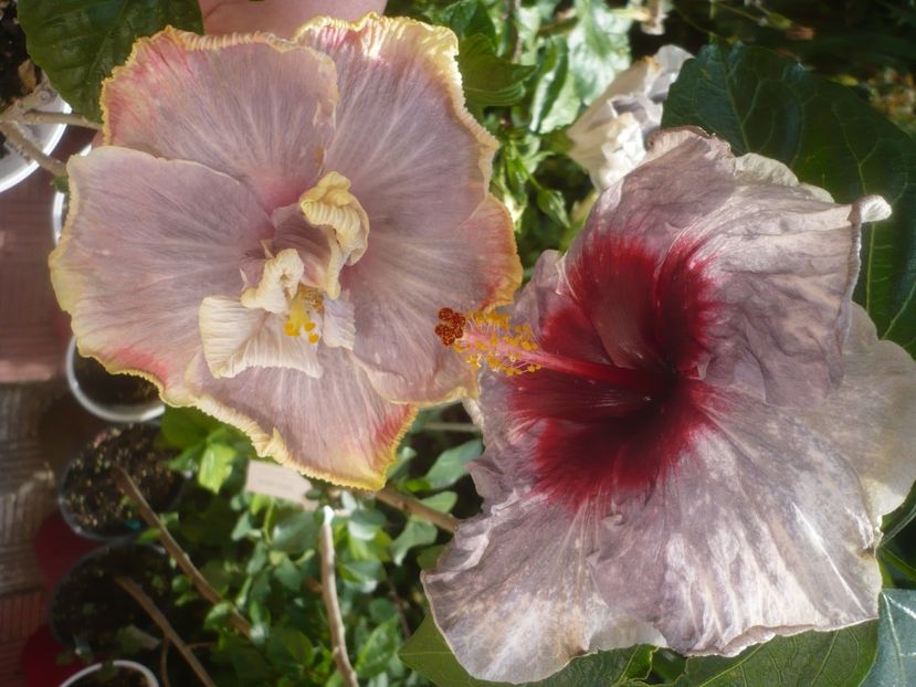 P1480883 - DPs Purple Rainbow