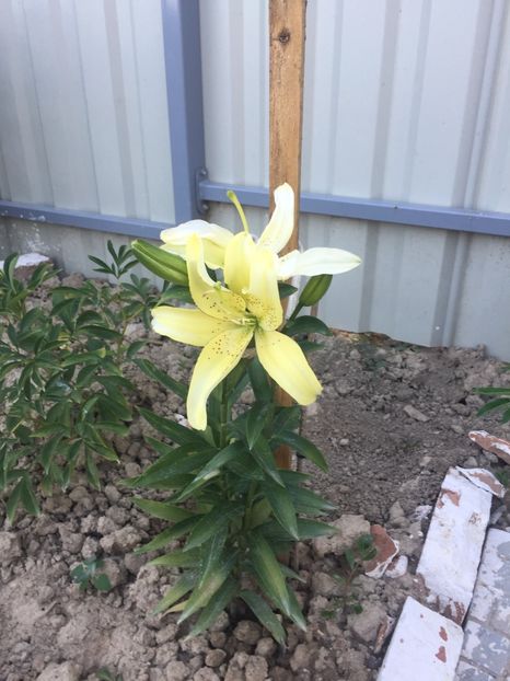 image - Primăvara 2021