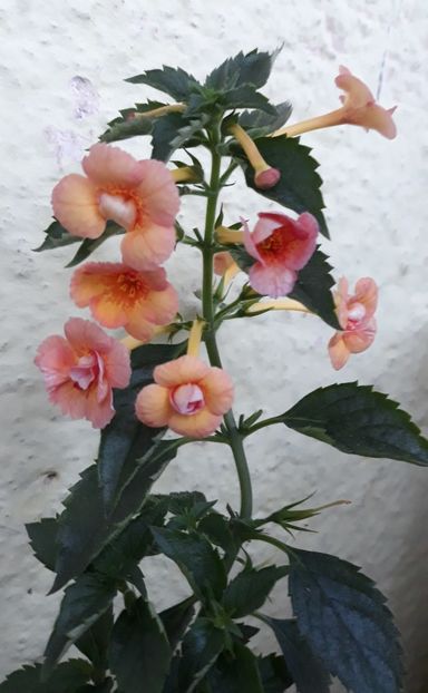  - 001 2021 - Orange Orchard