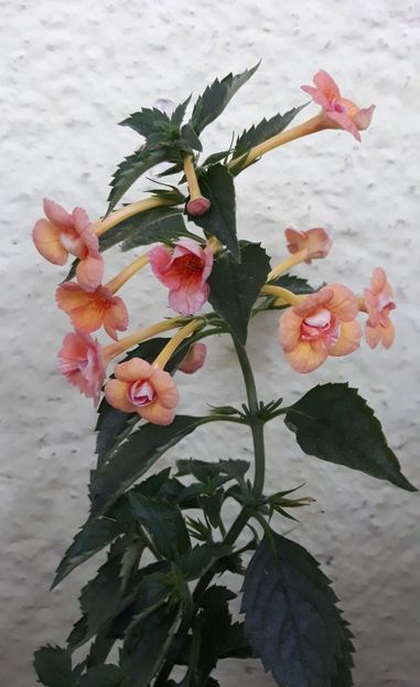  - 001 2021 - Orange Orchard