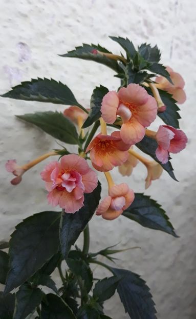  - 001 2021 - Orange Orchard