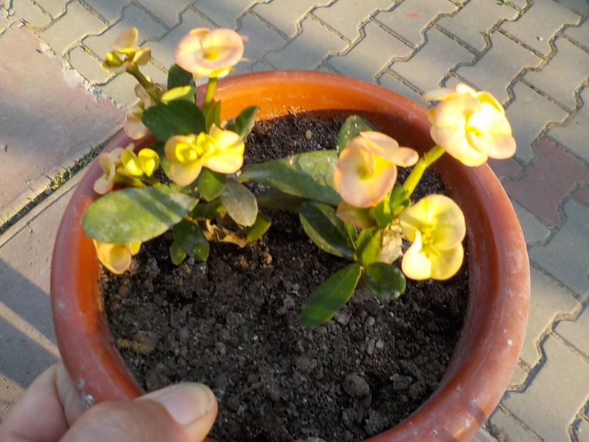  - euphorbia milli