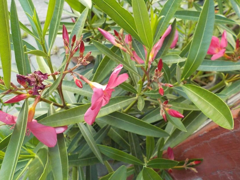  - maresciallo graziani nr 79