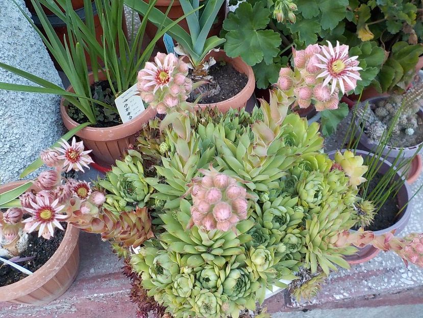  - Genul Sempervivum