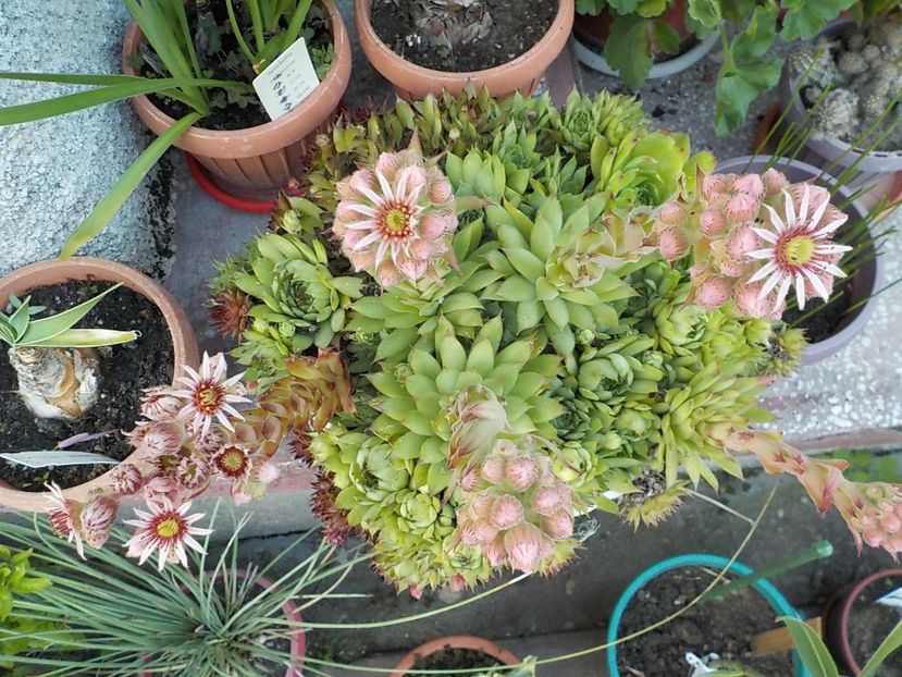  - Genul Sempervivum