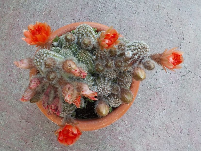  - chamacereus hibrid