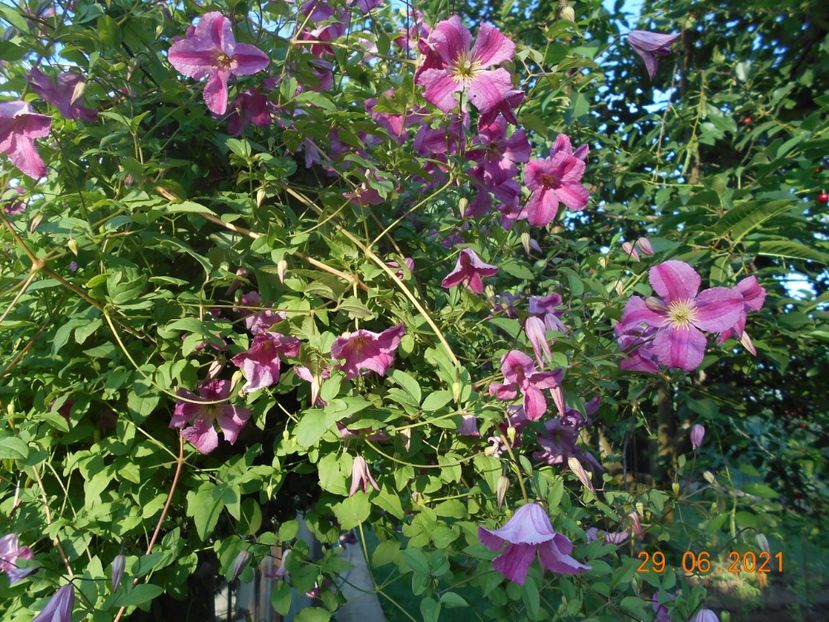  - 02 Clematite 2021