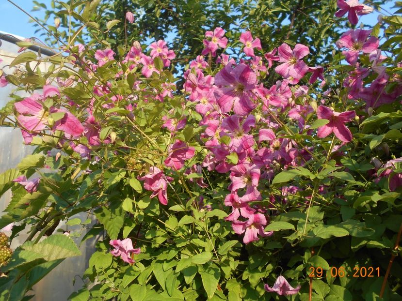  - 02 Clematite 2021