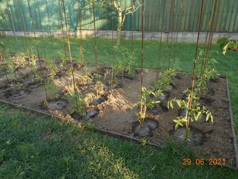  - 02 Gradina de legume 2021