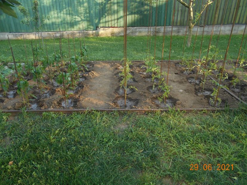  - 02 Gradina de legume 2021
