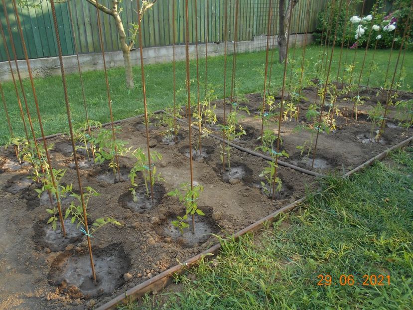  - 02 Gradina de legume 2021
