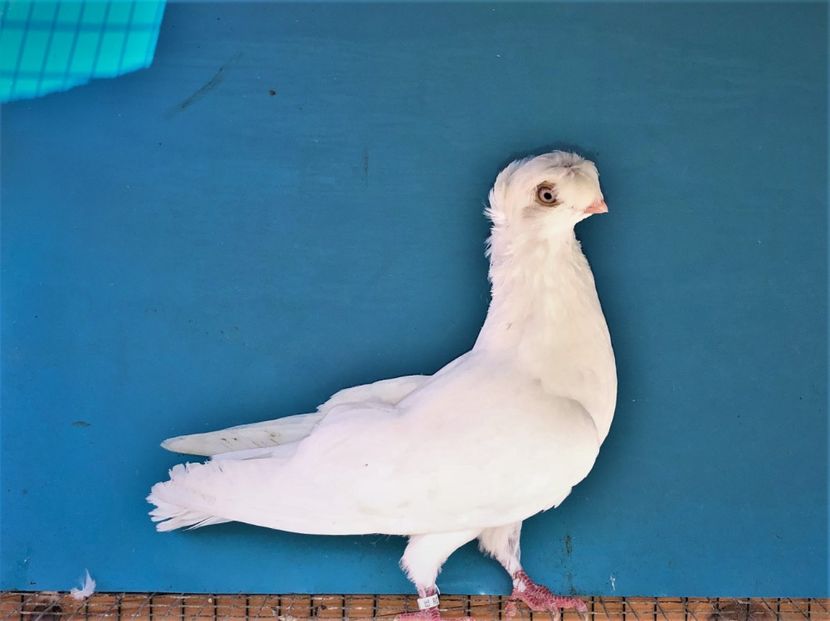 12311  mascul  2021_1 - pui 2021 BM