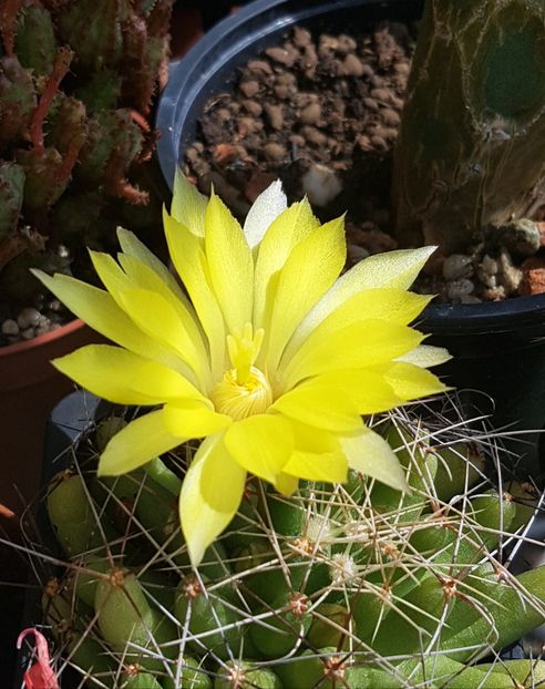 Mammillaria longimamma - Mammillaria