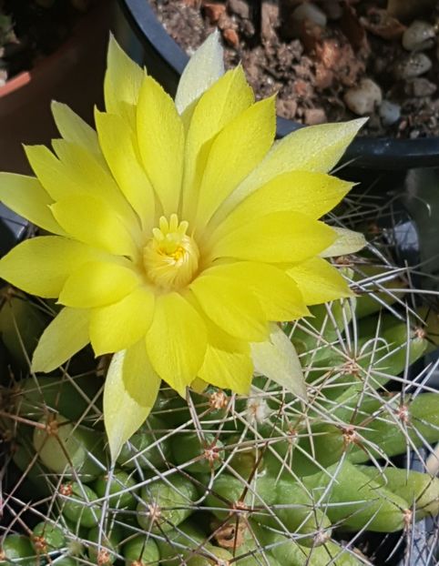 Mammillaria longimamma - Mammillaria