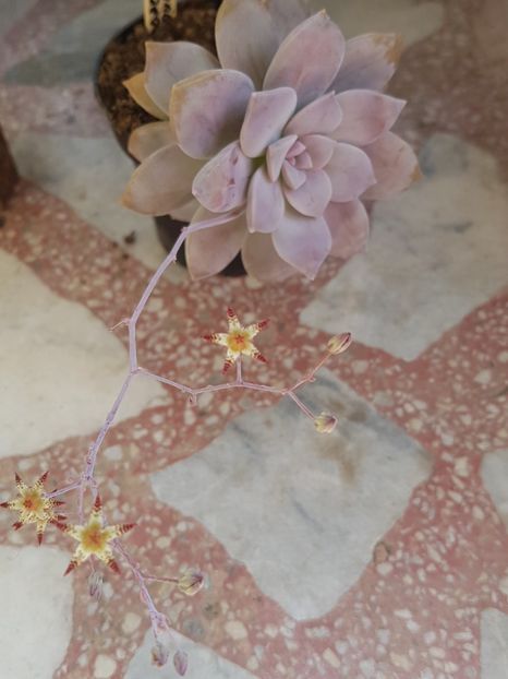 Graptopetalum pentandrum superbum - Graptopetalum
