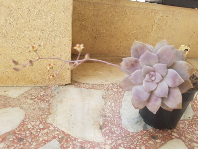 Graptopetalum pentandrum superbum - Graptopetalum