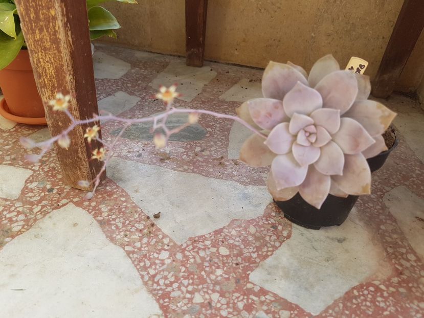 Graptopetalum pentandrum superbum - Graptopetalum