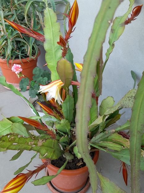  - Un nou inceput 2021