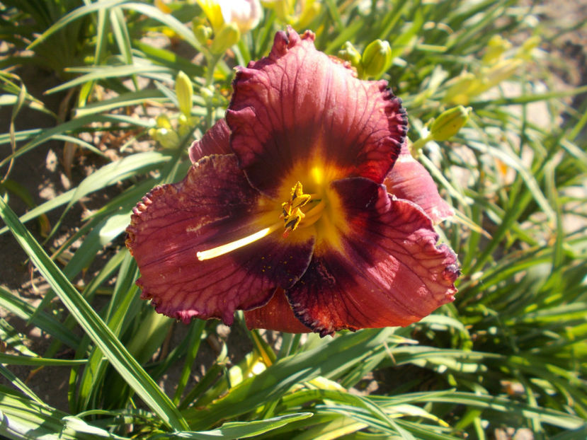 r3,8-very berry candy-18 - HEMEROCALLISI NOI DISPONIBIL IN 2021
