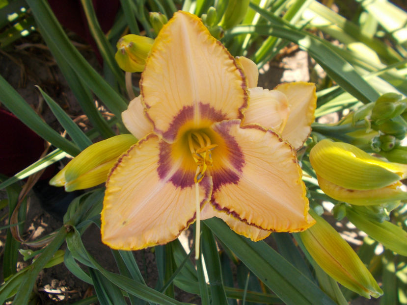 r5,4-canyon colors-12 - HEMEROCALLISI NOI DISPONIBIL IN 2021