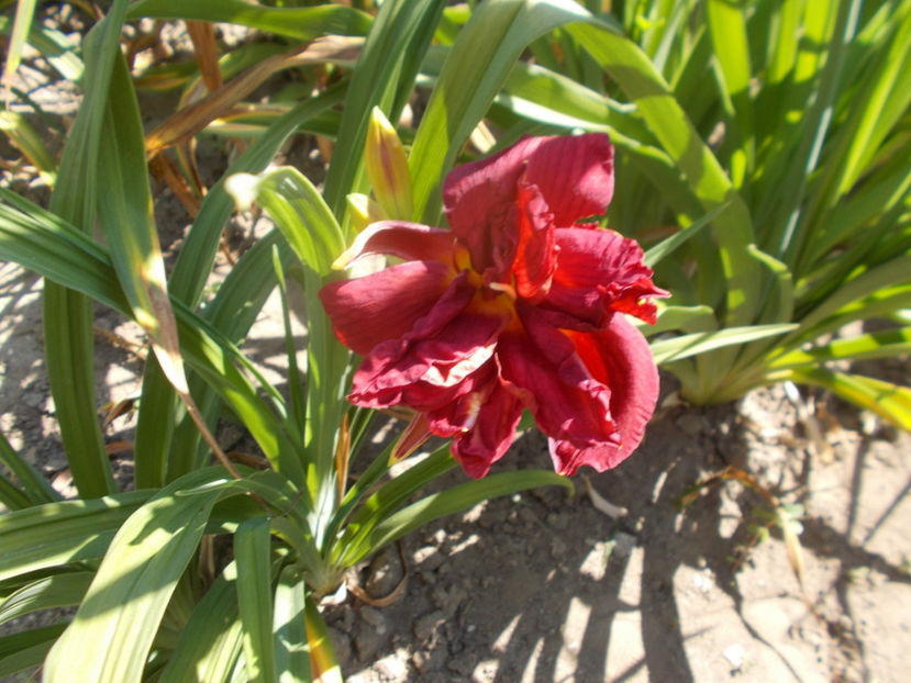 r6,10-double firecracker-16 - HEMEROCALLISI NOI DISPONIBIL IN 2021