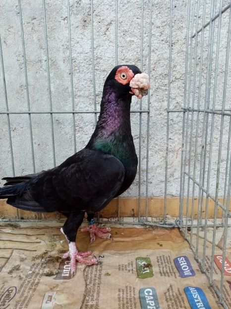  - Carunculati și indieni