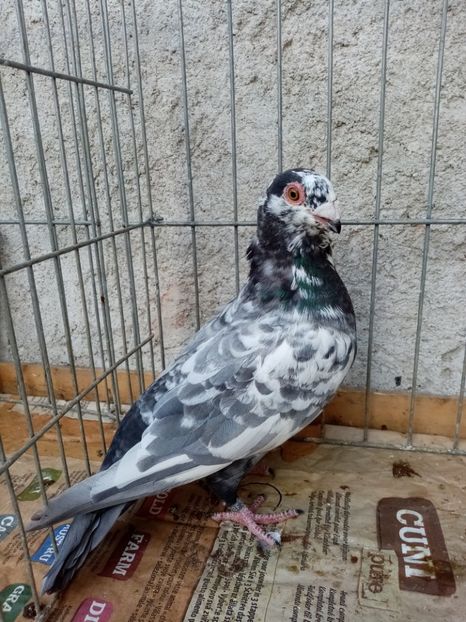  - Carunculati și indieni