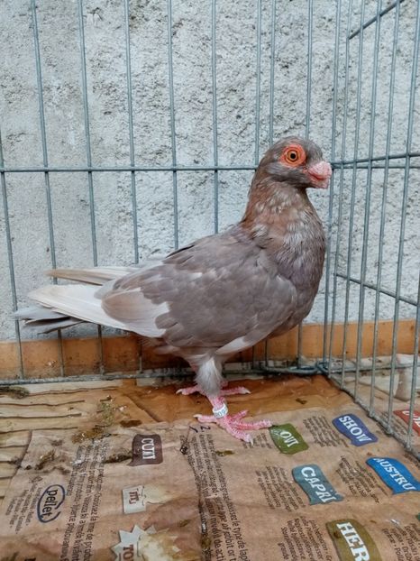  - Carunculati și indieni