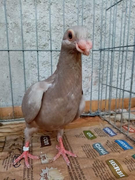  - Carunculati și indieni