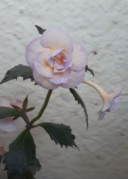  - 0001 2022 - BriD s Viktoria