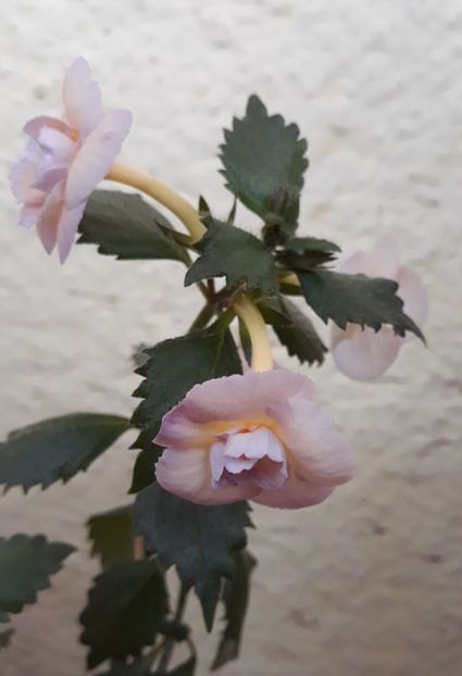  - 0001 2022 - BriD s Viktoria