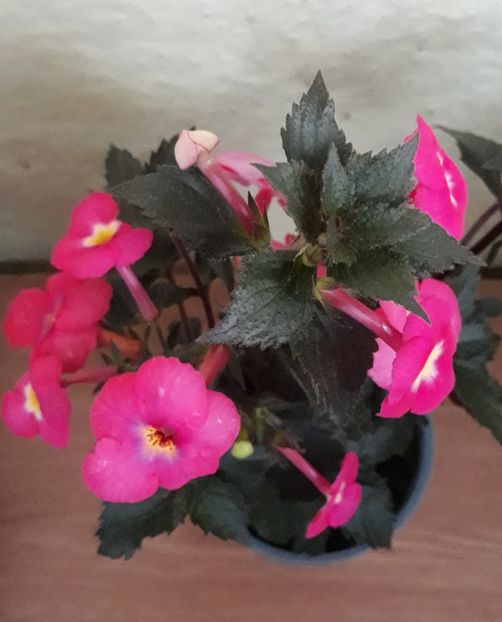  - 0001 2022 - Candy Girl