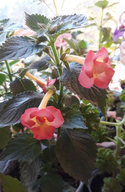  - R21 - Mary Poppins