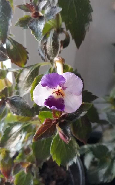  - 0001 2022 - Panseluta