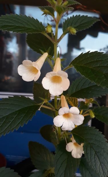 Canicula! - 0001 2022 - MM s Blue Moon