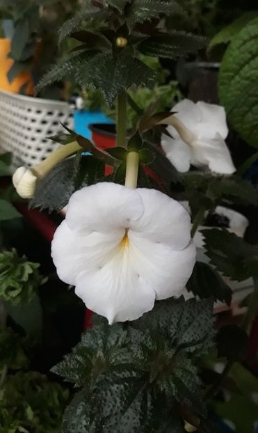 2021 - 0001 2022 - Morning Drizzle