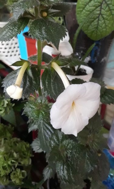  - 0001 2022 - Morning Drizzle