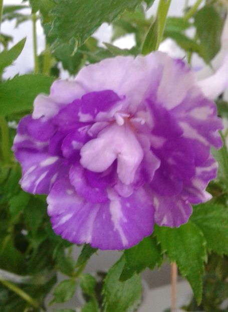 20210630_070401-1 - colectia mea de achimenes 2021