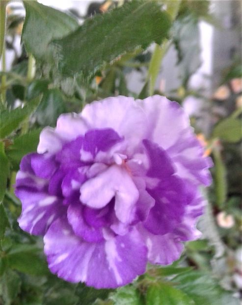 20210630_070250-2 - colectia mea de achimenes 2021