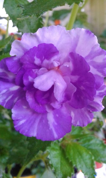 20210630_070242-3 - colectia mea de achimenes 2021