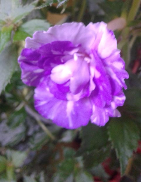 20210630_065835-6 - colectia mea de achimenes 2021