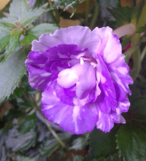 20210630_065830-7 - colectia mea de achimenes 2021