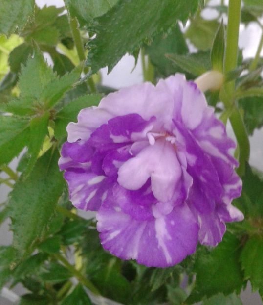 20210630_070420-8 - colectia mea de achimenes 2021