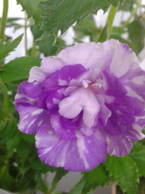 20210630_070408-9 - colectia mea de achimenes 2021