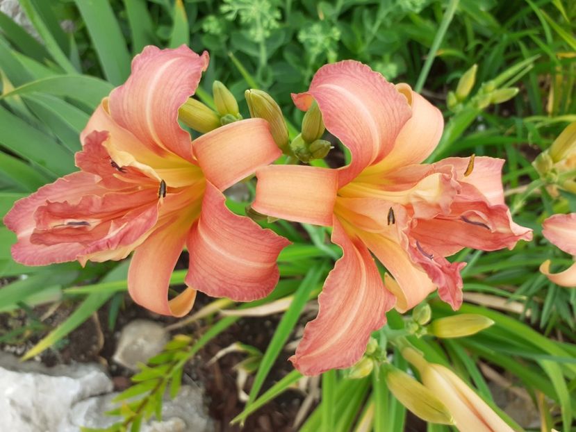 Double pompom - Hemerocallis 2021